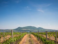Vineyard