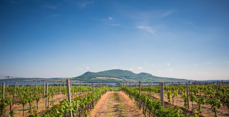 Vineyard